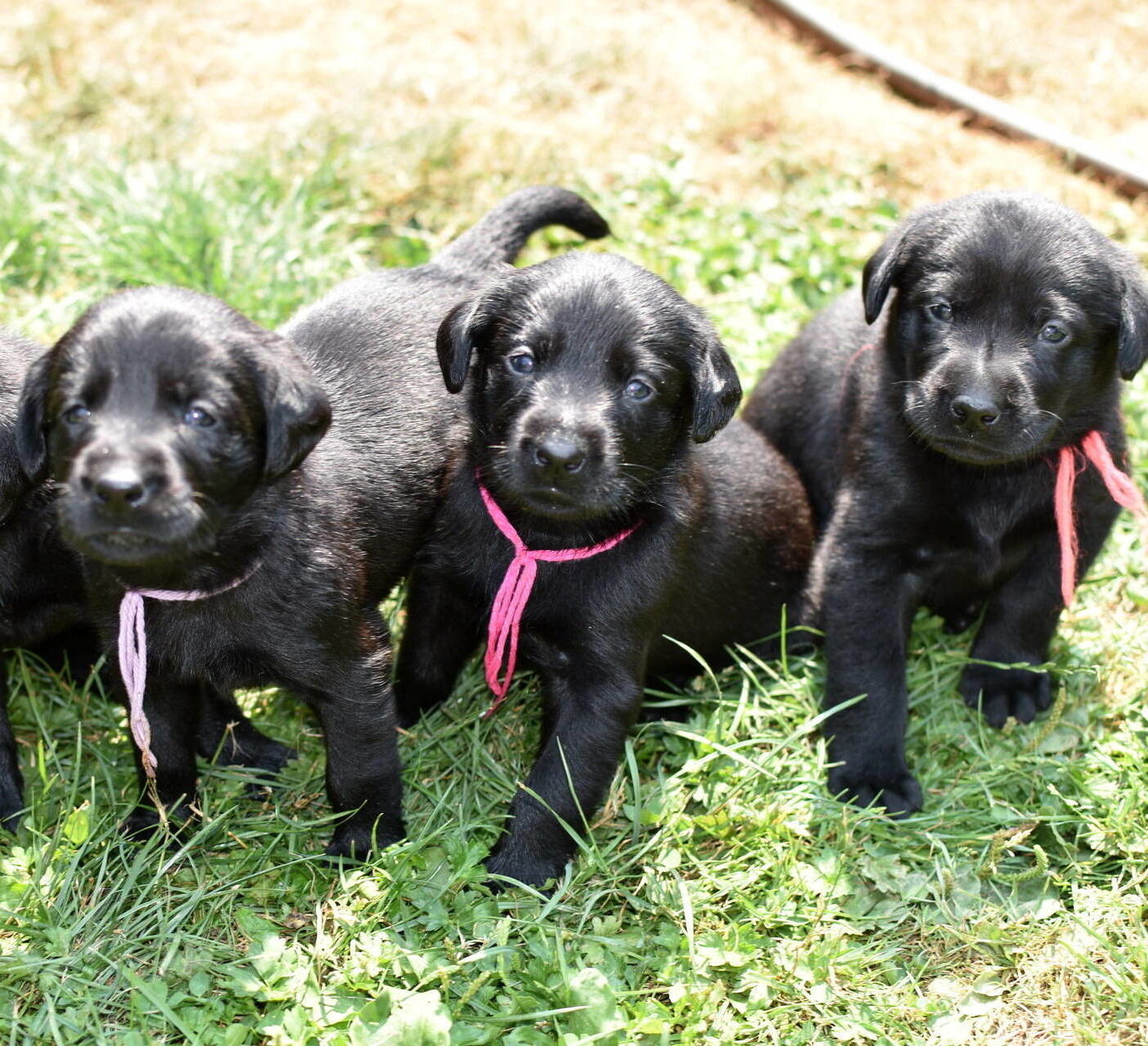 Black Lab puppies July-1.JPG