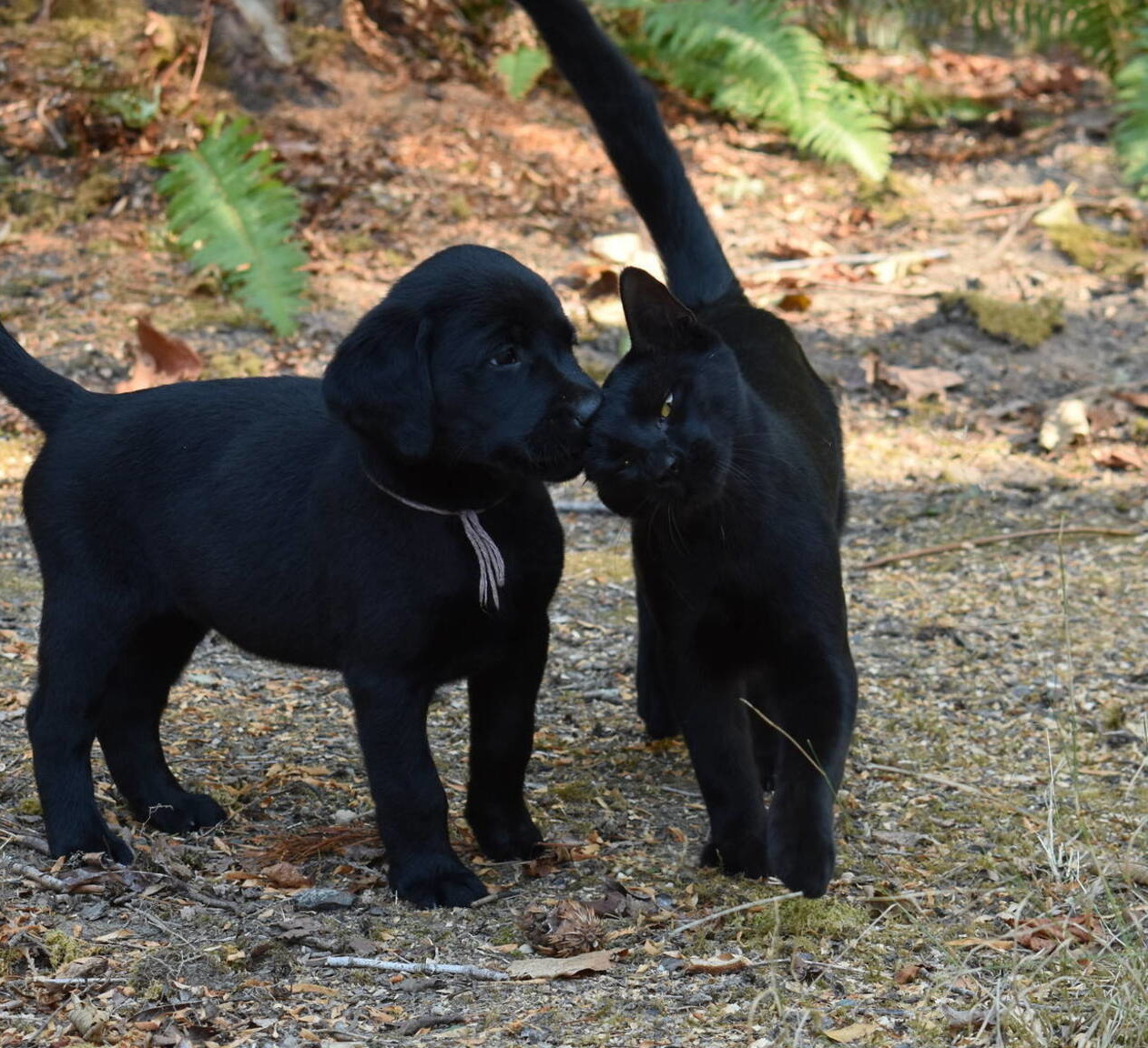 Black Lab puppies July-10.JPG