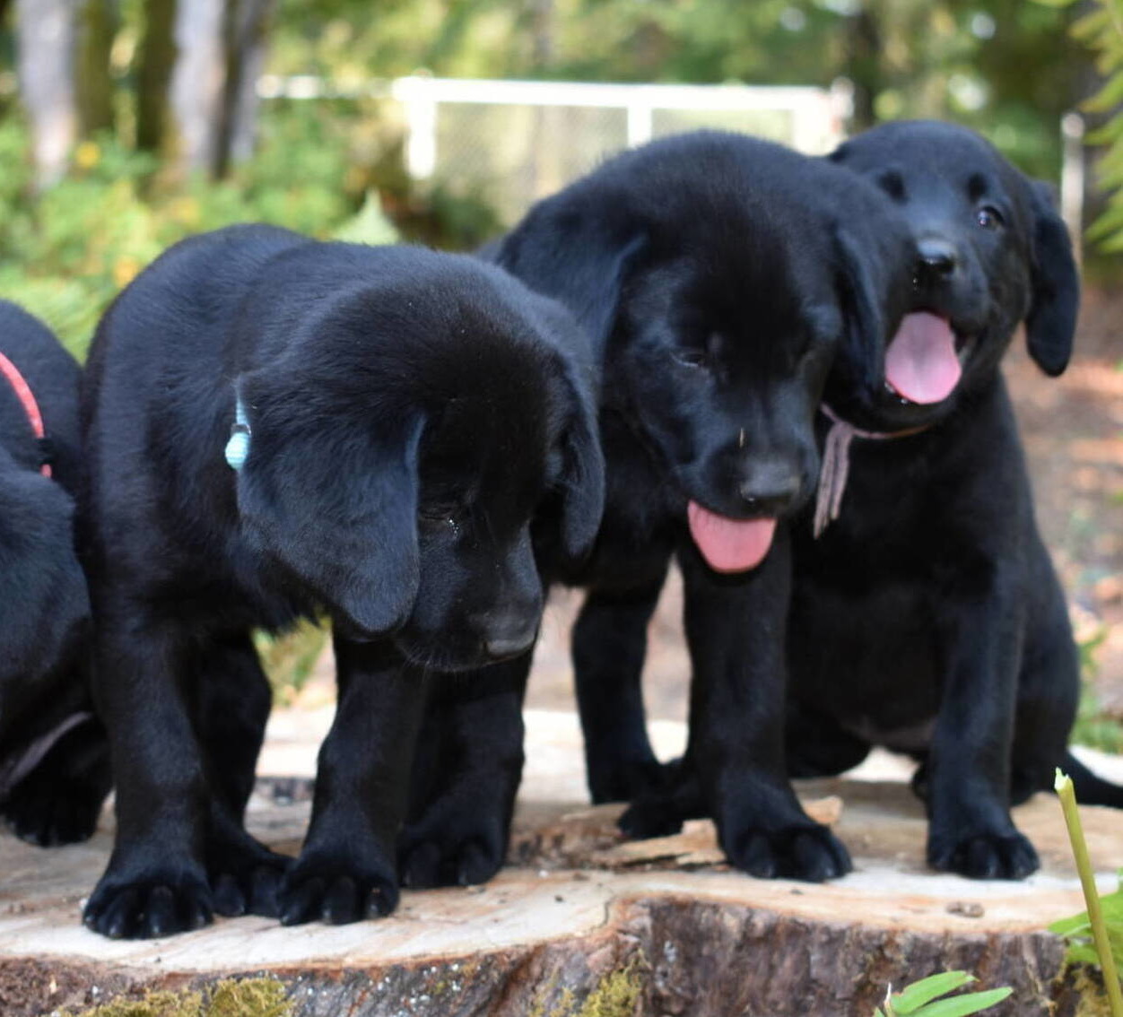 Black Lab puppies July-11.JPG