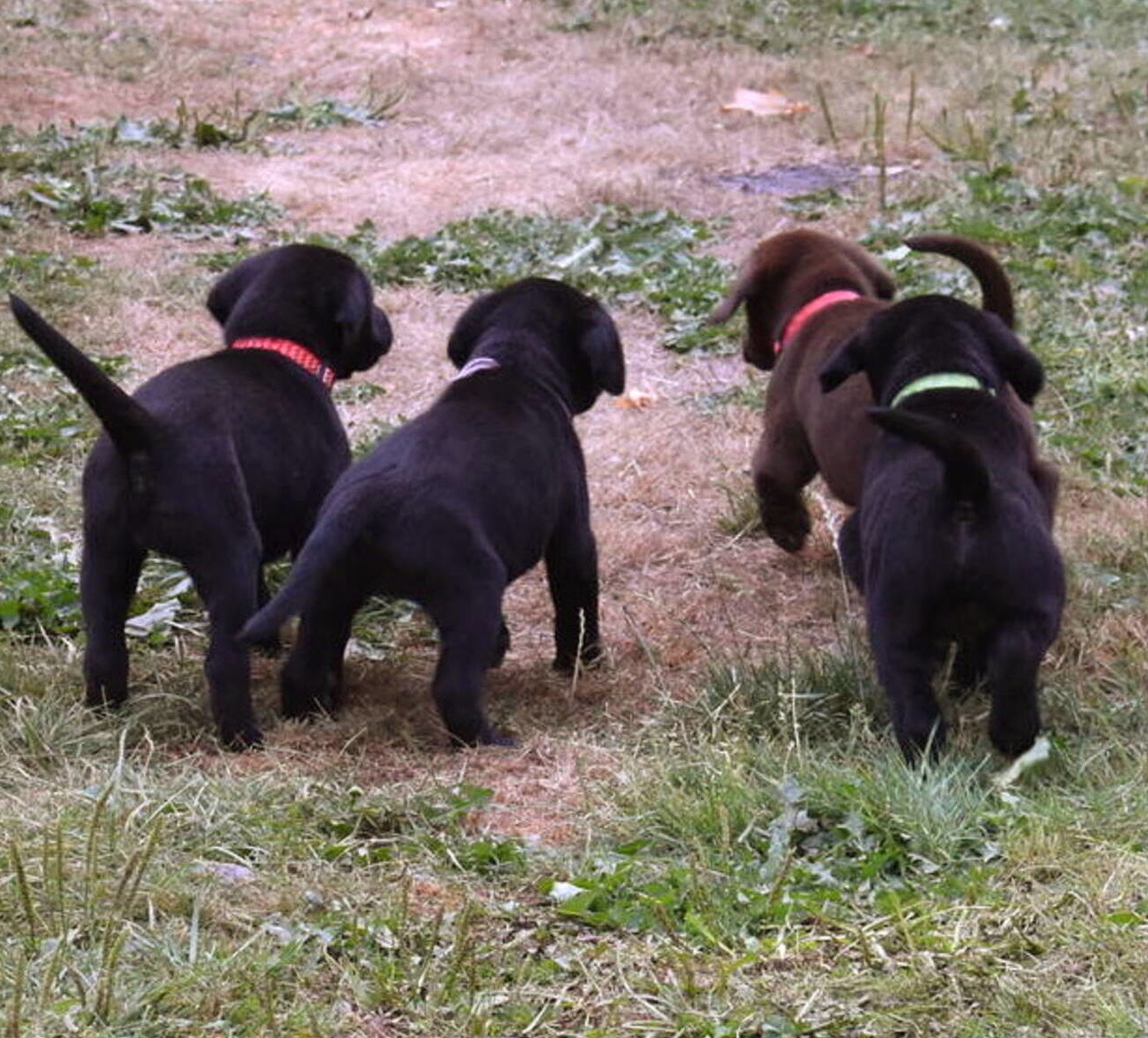 Black Lab puppies July-13.JPG