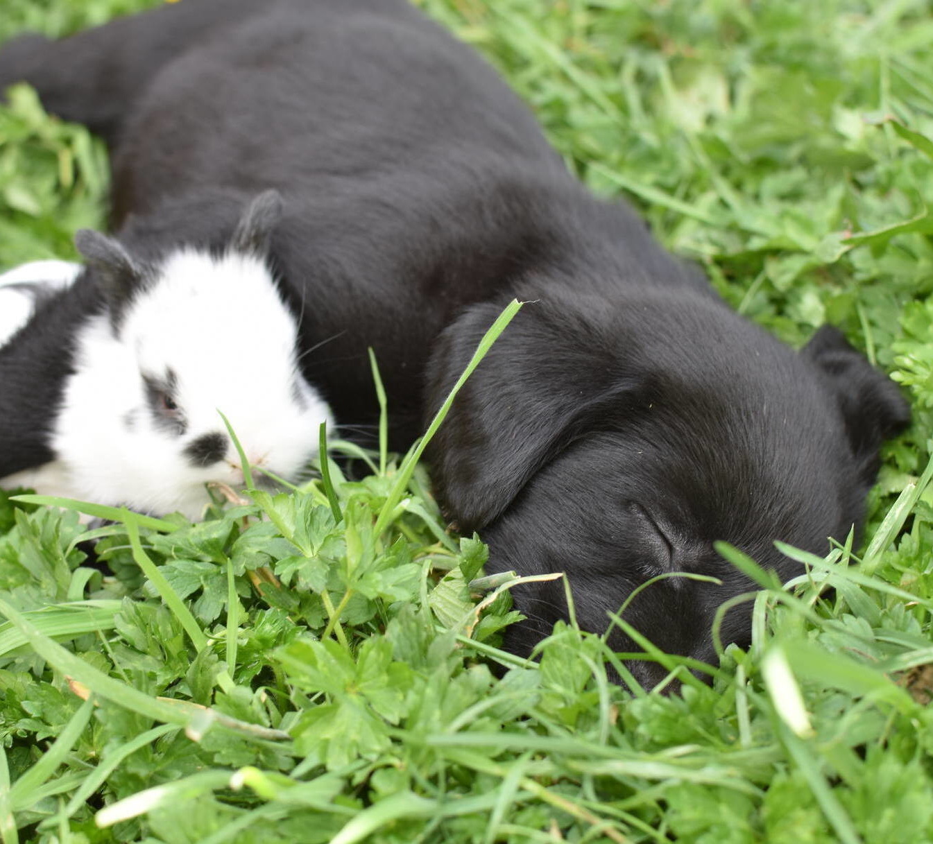 Black Lab puppies July-2.JPG