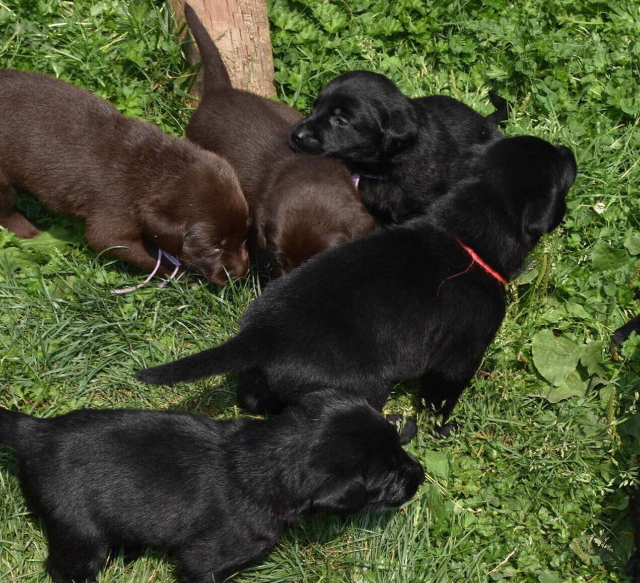 Black Lab puppies July-3.JPG