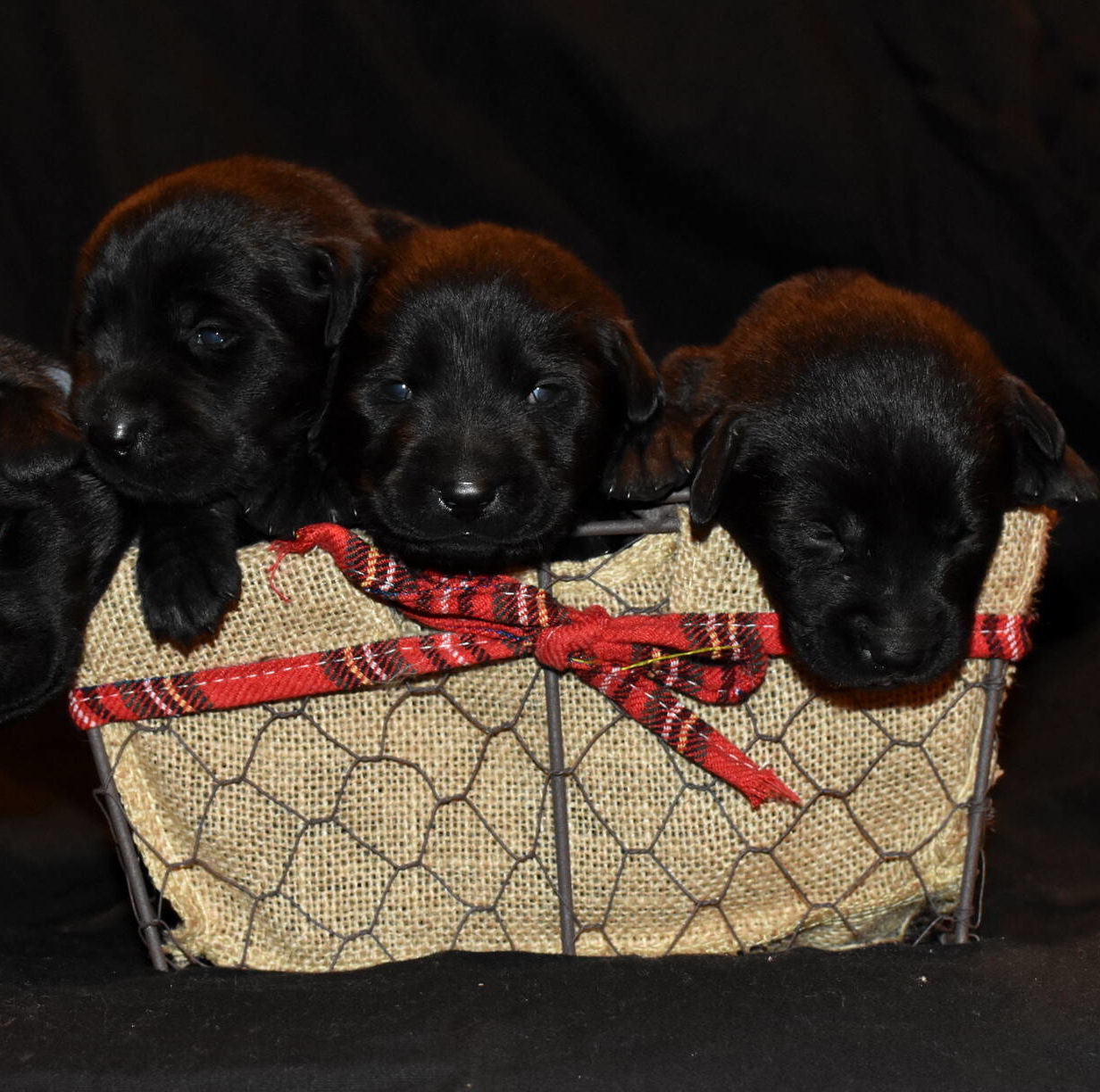 Black Labrador puppies Dec. 2018-12.JPG