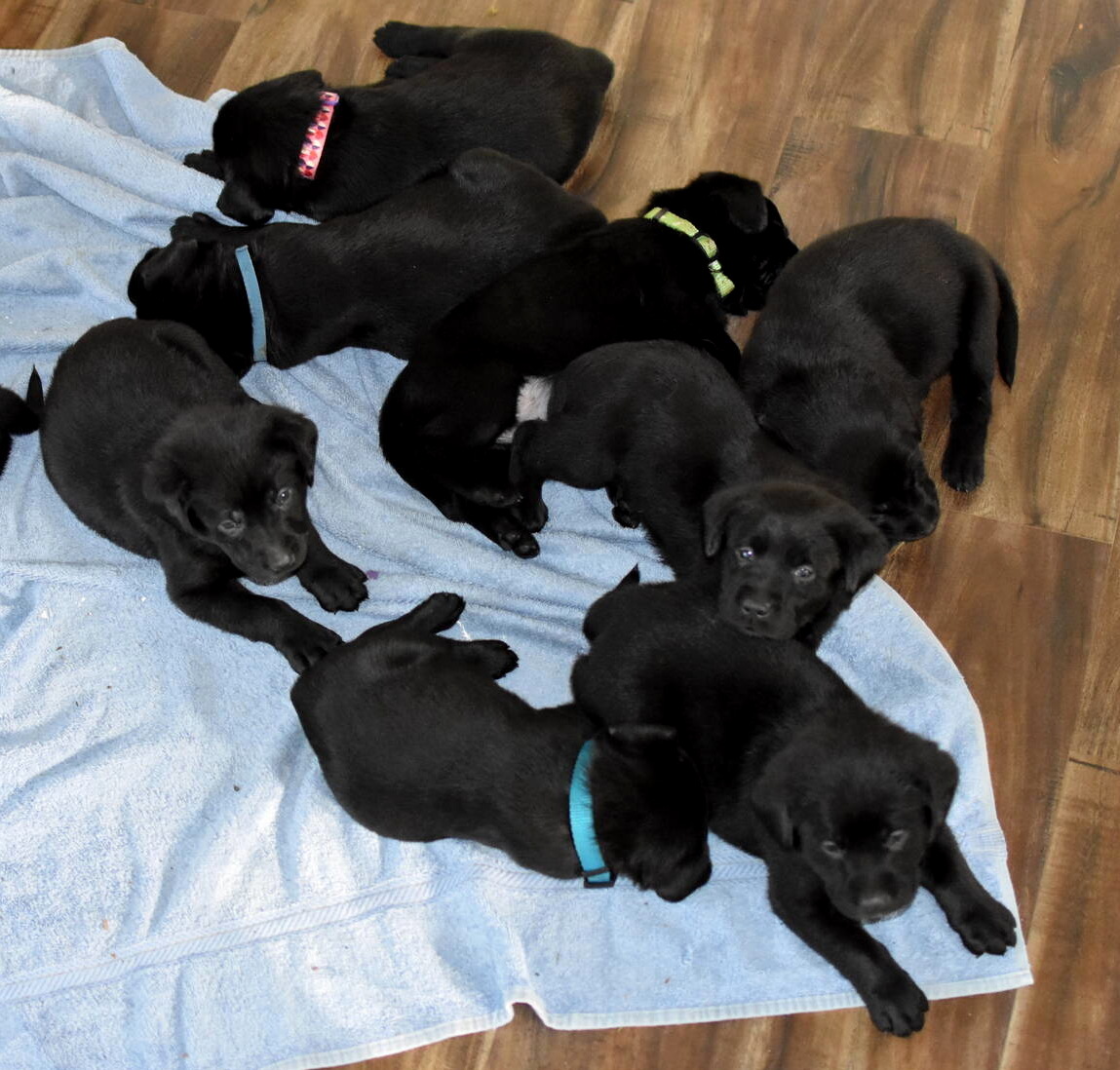 Black Labrador puppies Dec. 2018-14.JPG