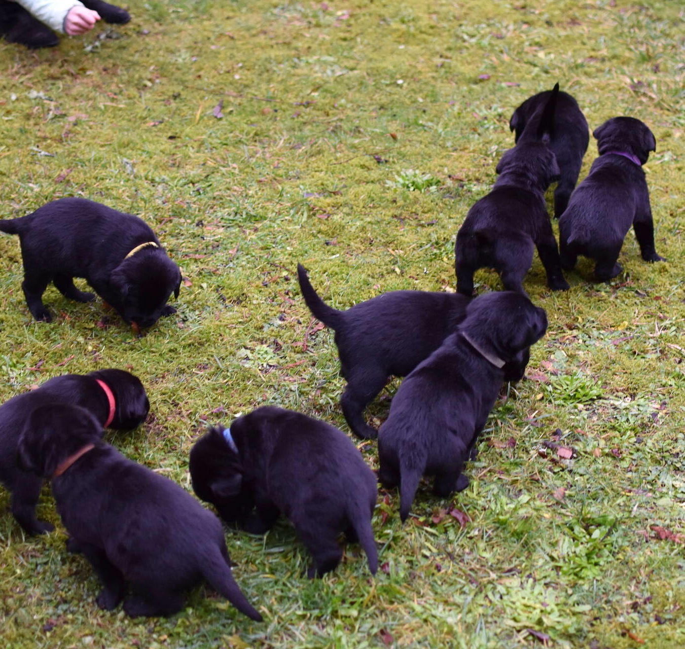 black lab puppies for sale near me 98516
