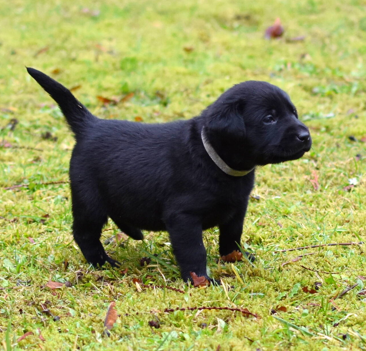 Black Labrador puppies Dec. 2018-17.JPG