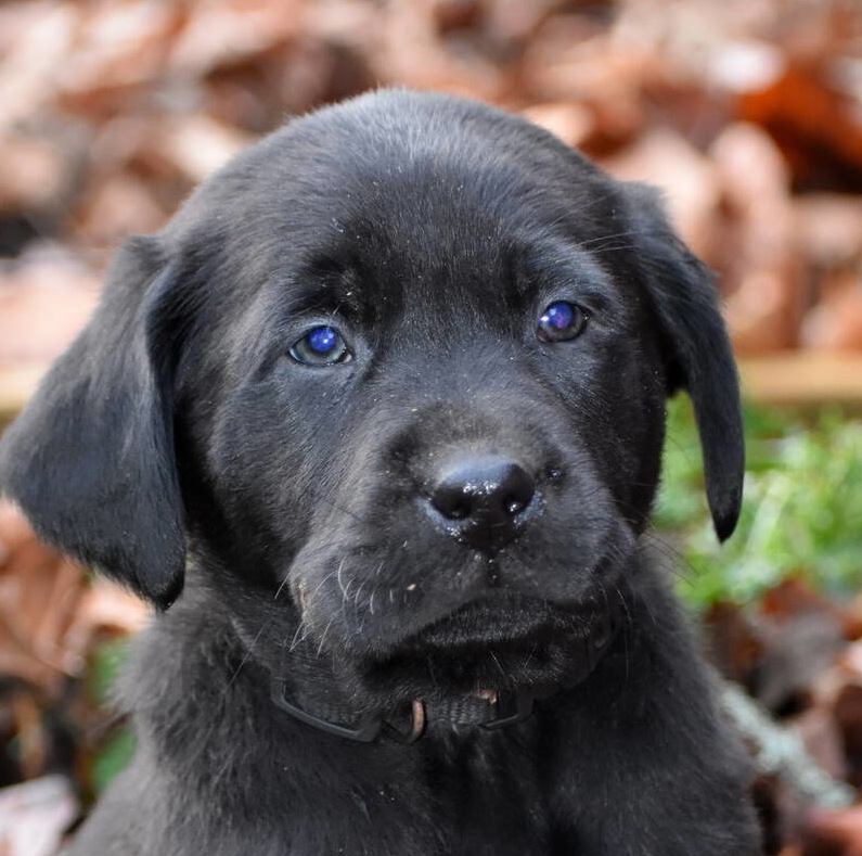 Black Labrador puppies Dec. 2018-19.JPG