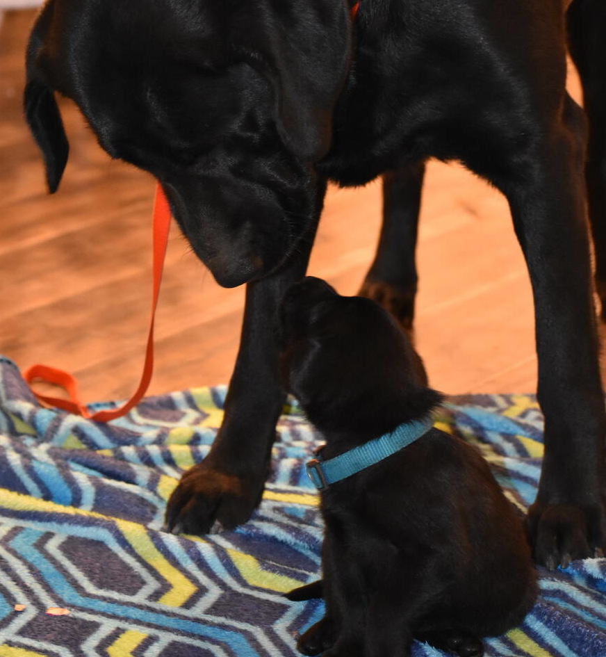 Black Labrador puppies Dec. 2018-2.JPG