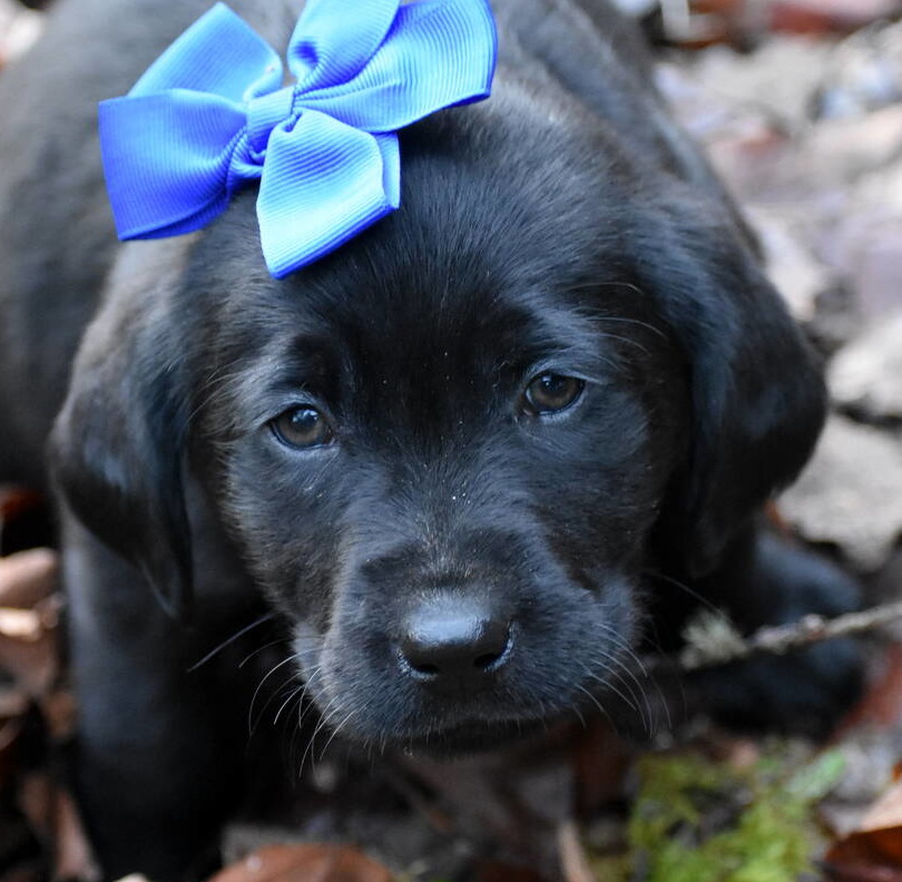Black Labrador puppies Dec. 2018-20.JPG