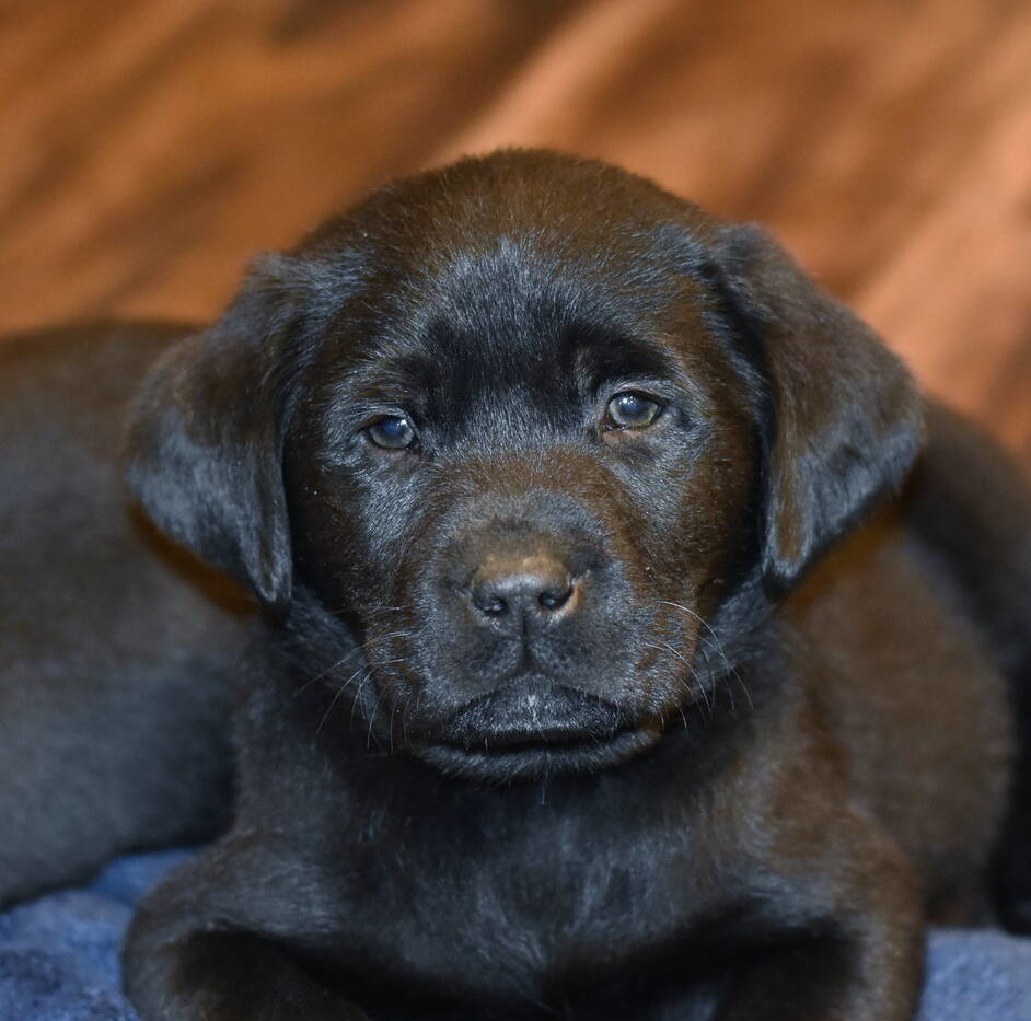 Black Labrador puppies Dec. 2018-22.JPG