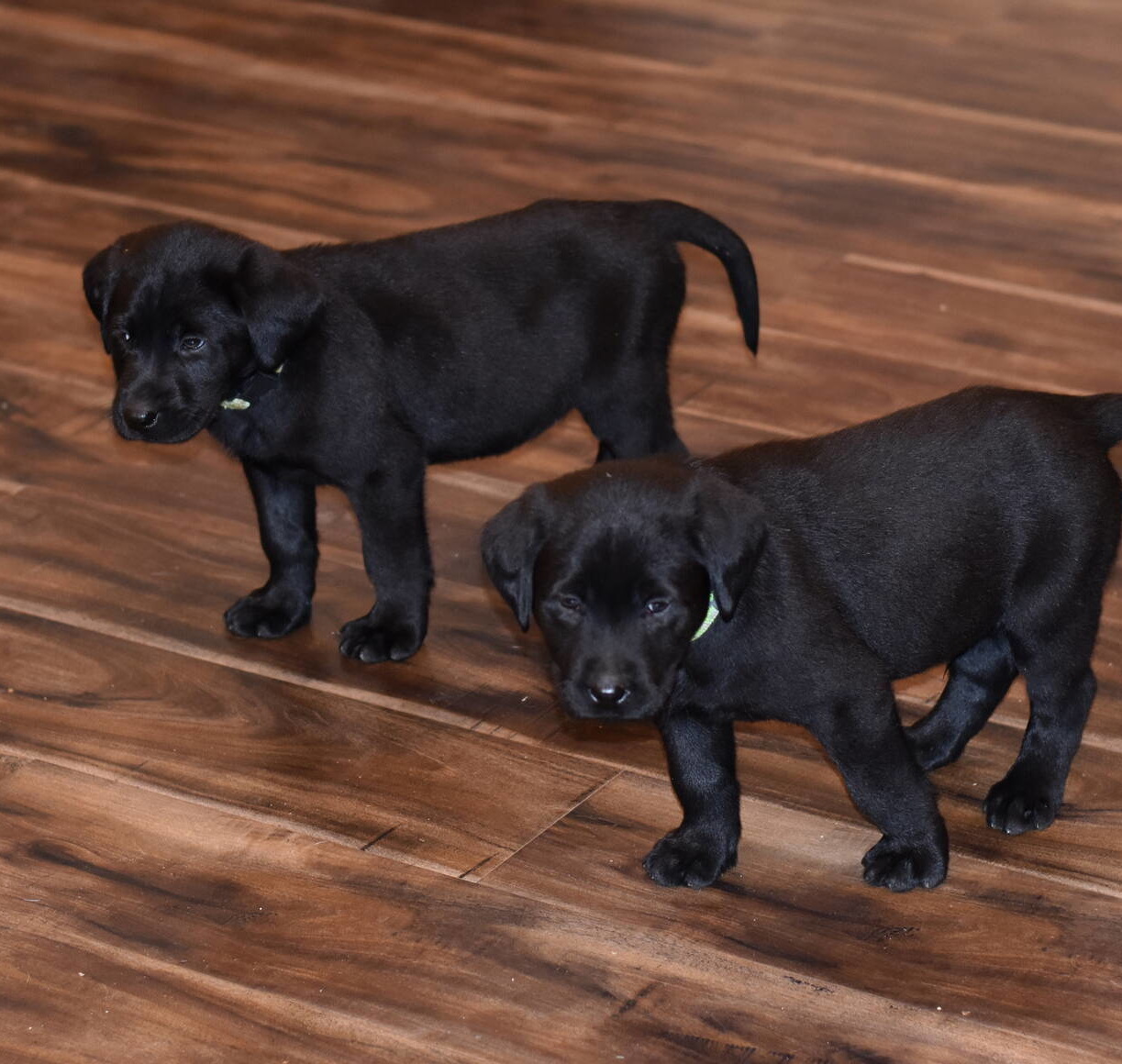 Black Labrador puppies Dec. 2018-24.JPG