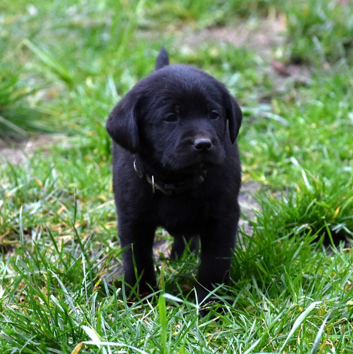 Black Labrador puppies Dec. 2018-4.JPG