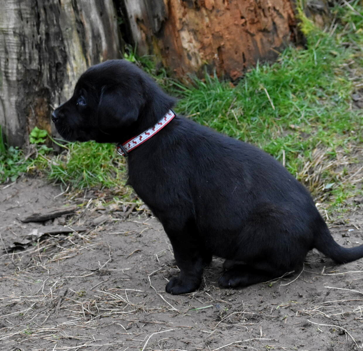 Black Labrador puppies Dec. 2018-7.JPG