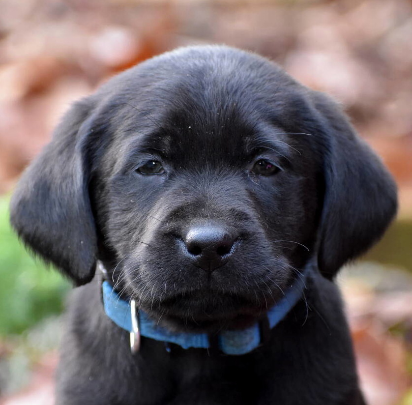 Black Labrador puppies Dec. 2018-9.JPG