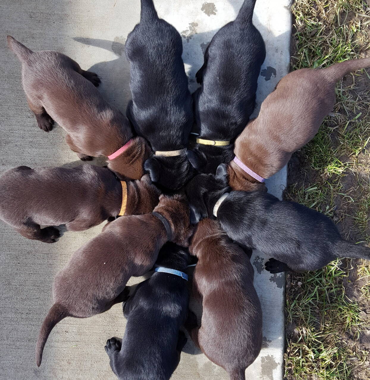 lab puppies for sale near me yard