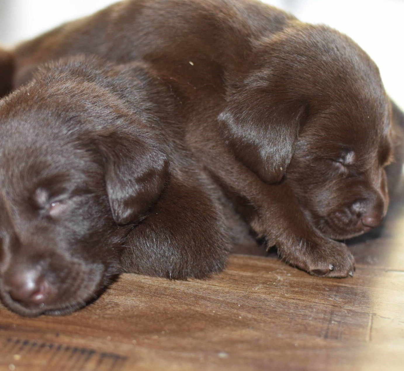 Chocolate Lab puppies July-1.JPG