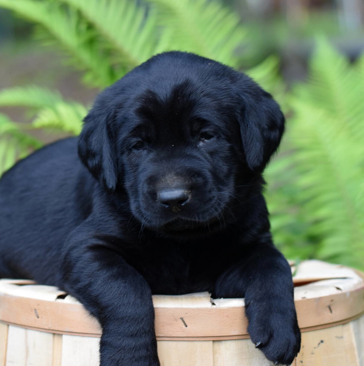 Labrador puppies-2019-10.JPG