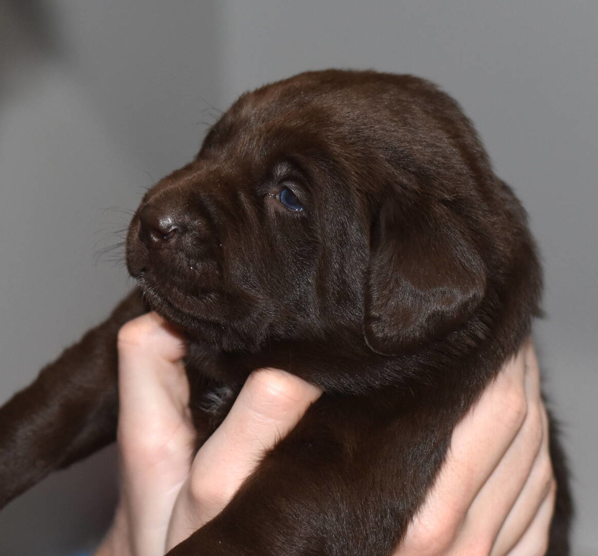 Labrador puppies-2019-12.JPG