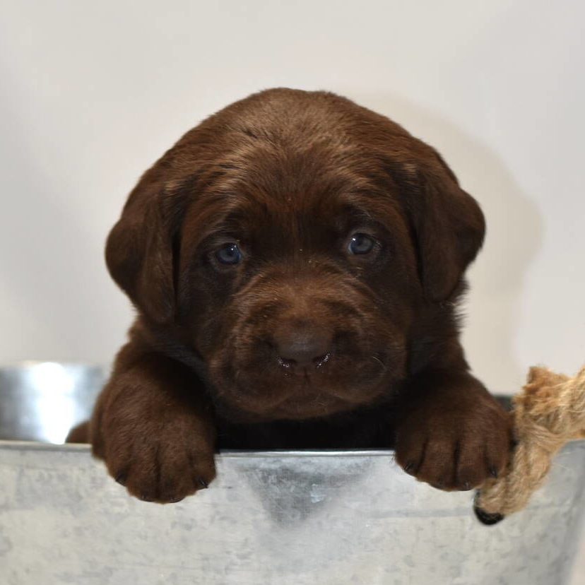 Labrador puppies-2019-15.JPG