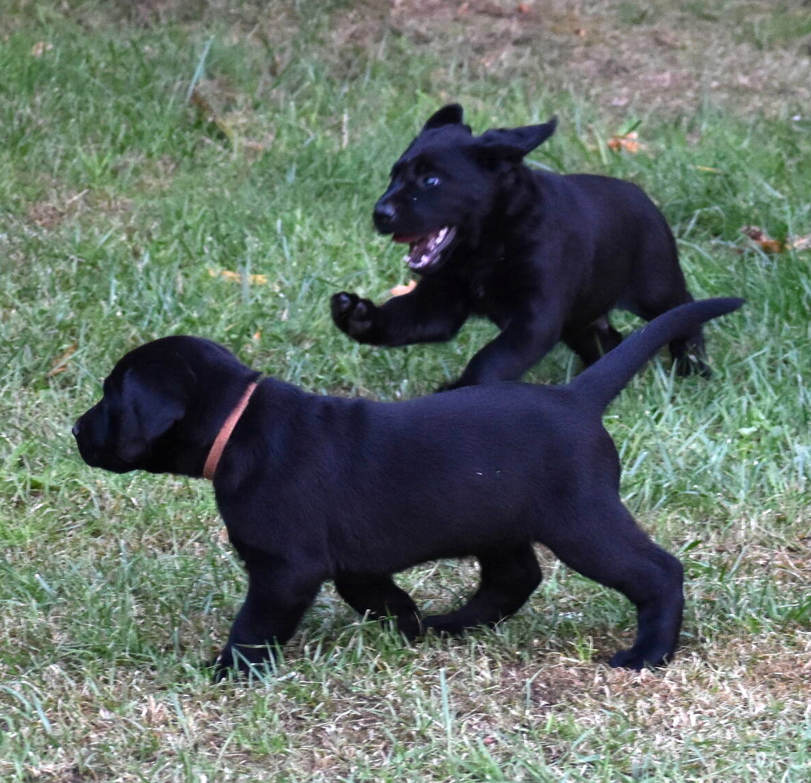 Labrador puppies-2019-19.JPG