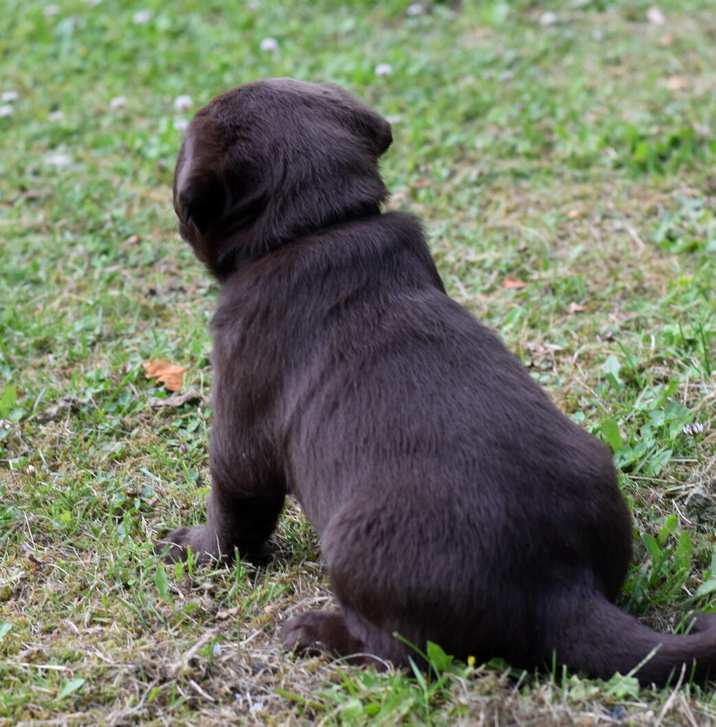 Labrador puppies-2019-7.JPG