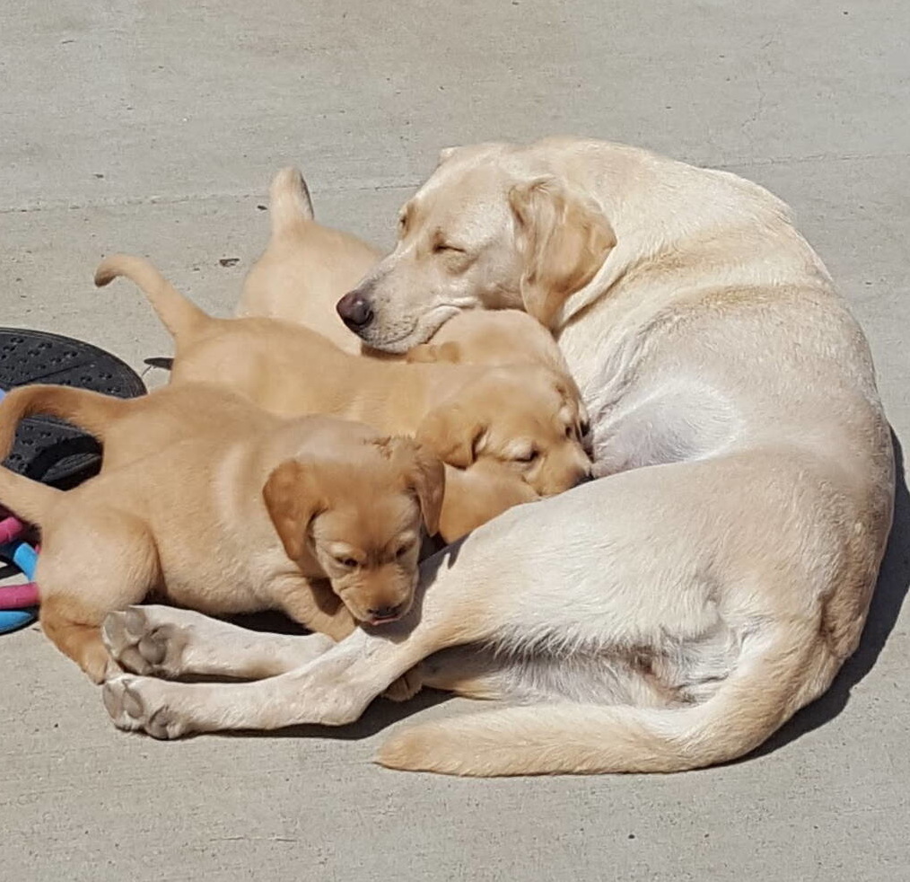 Yellow labrador puppies-2019-9.jpg
