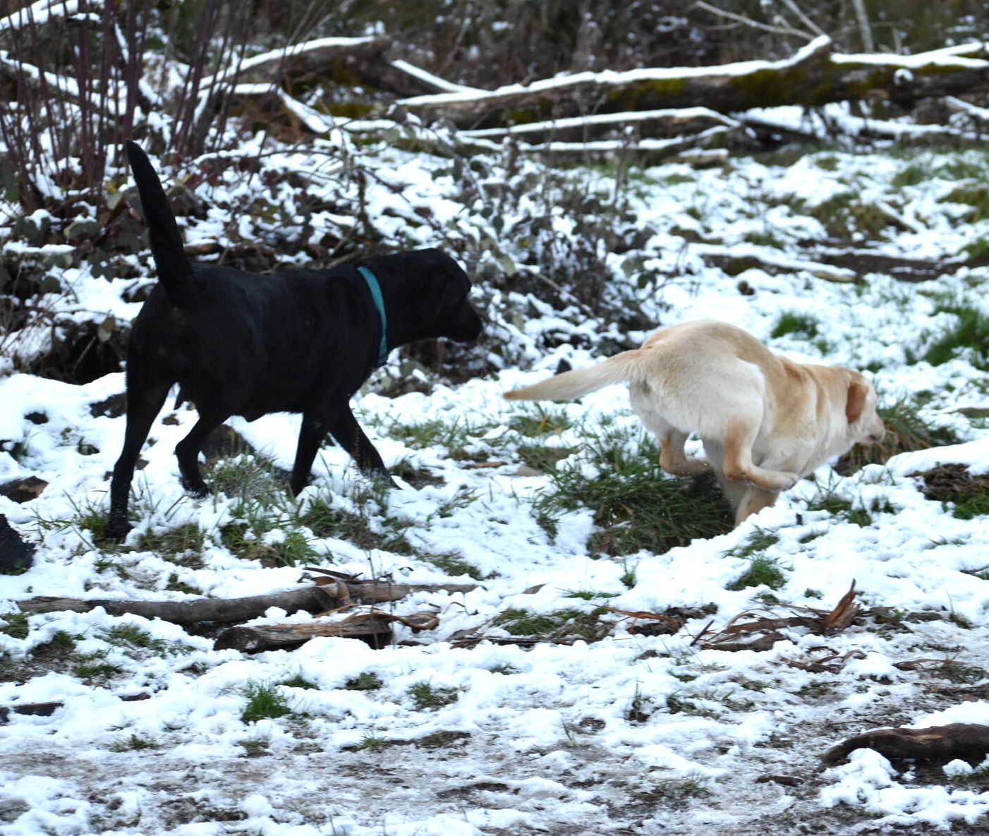January 2020-Labs in the snow23.JPG