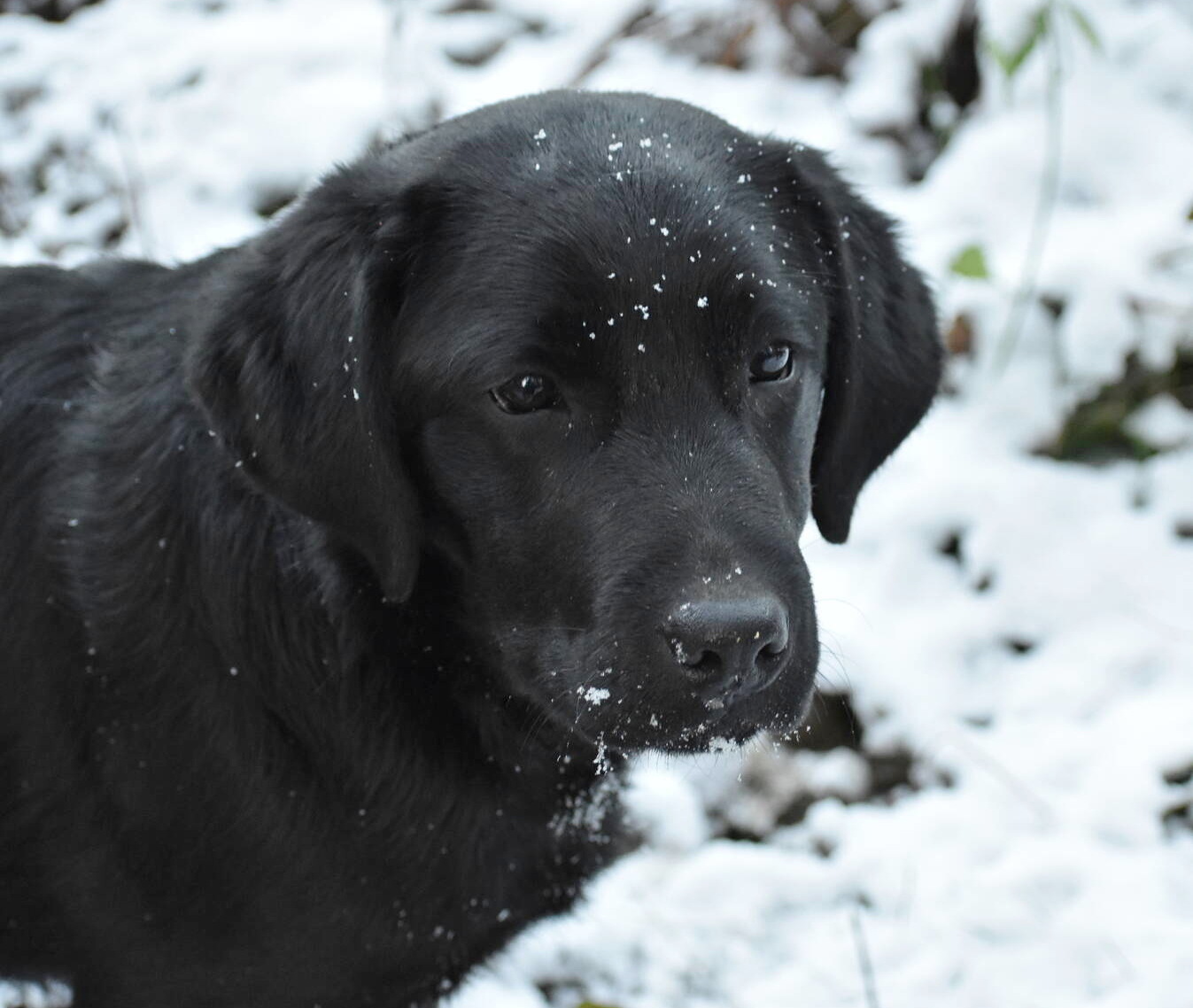 January 2020-Labs in the snow34.JPG