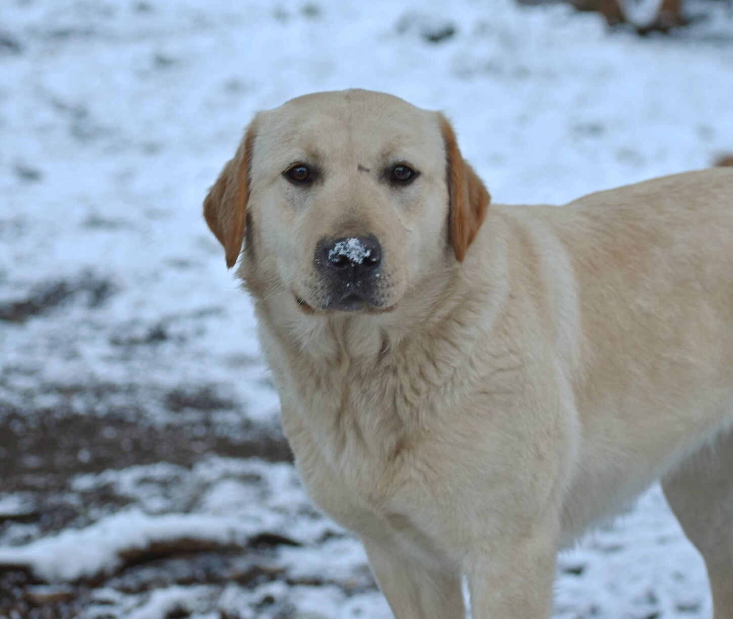 January 2020-Labs in the snow36.JPG