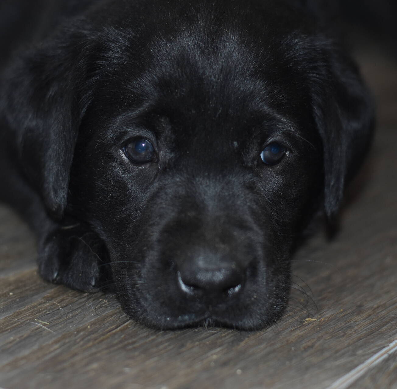 Litter 8-Black Labrador puppies10.JPG
