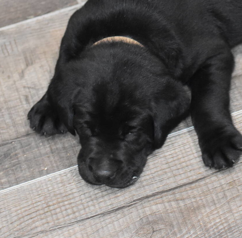 Litter 8-Black Labrador puppies11.JPG