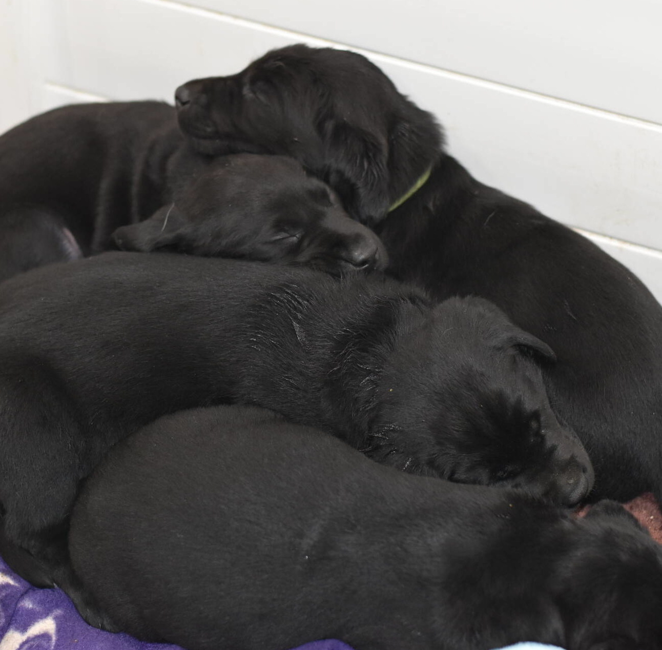 Litter 8-Black Labrador puppies12.JPG