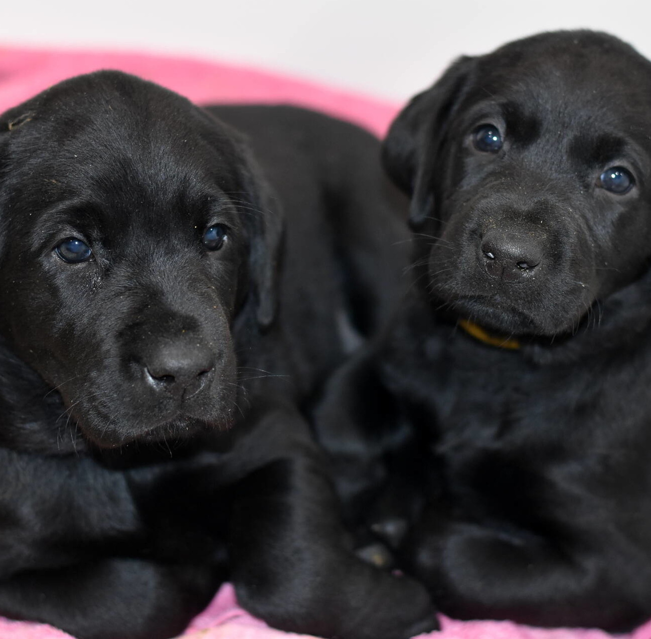 Litter 8-Black Labrador puppies13.JPG