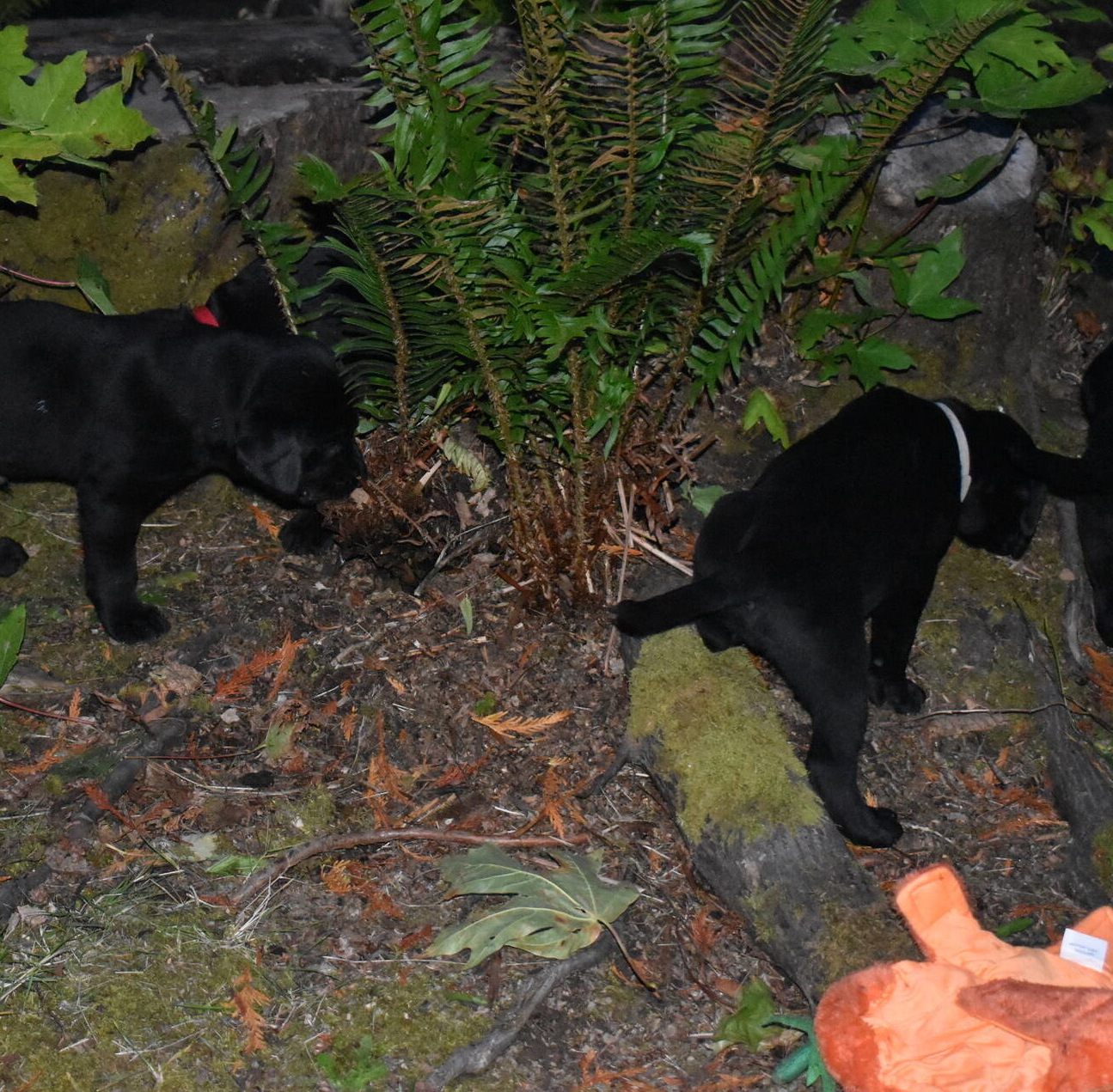 Litter 8-Black Labrador puppies15.JPG