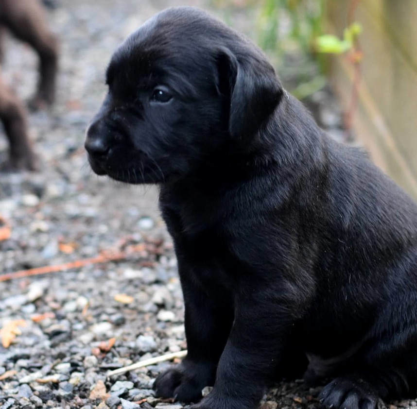 Litter 8-Black Labrador puppies16.JPG