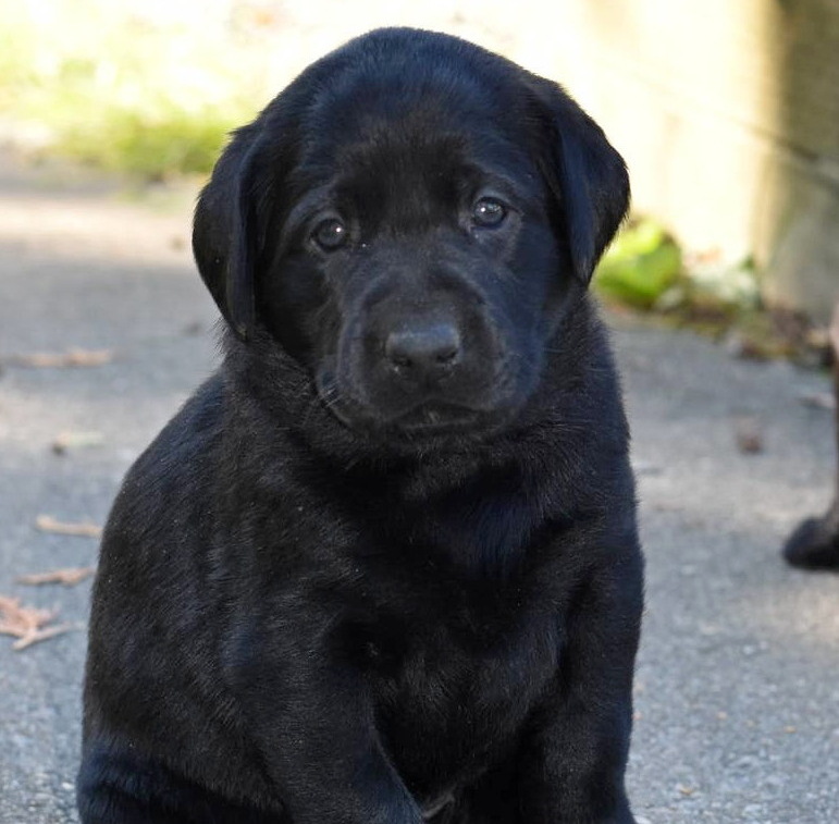 Litter 8-Black Labrador puppies17.JPG