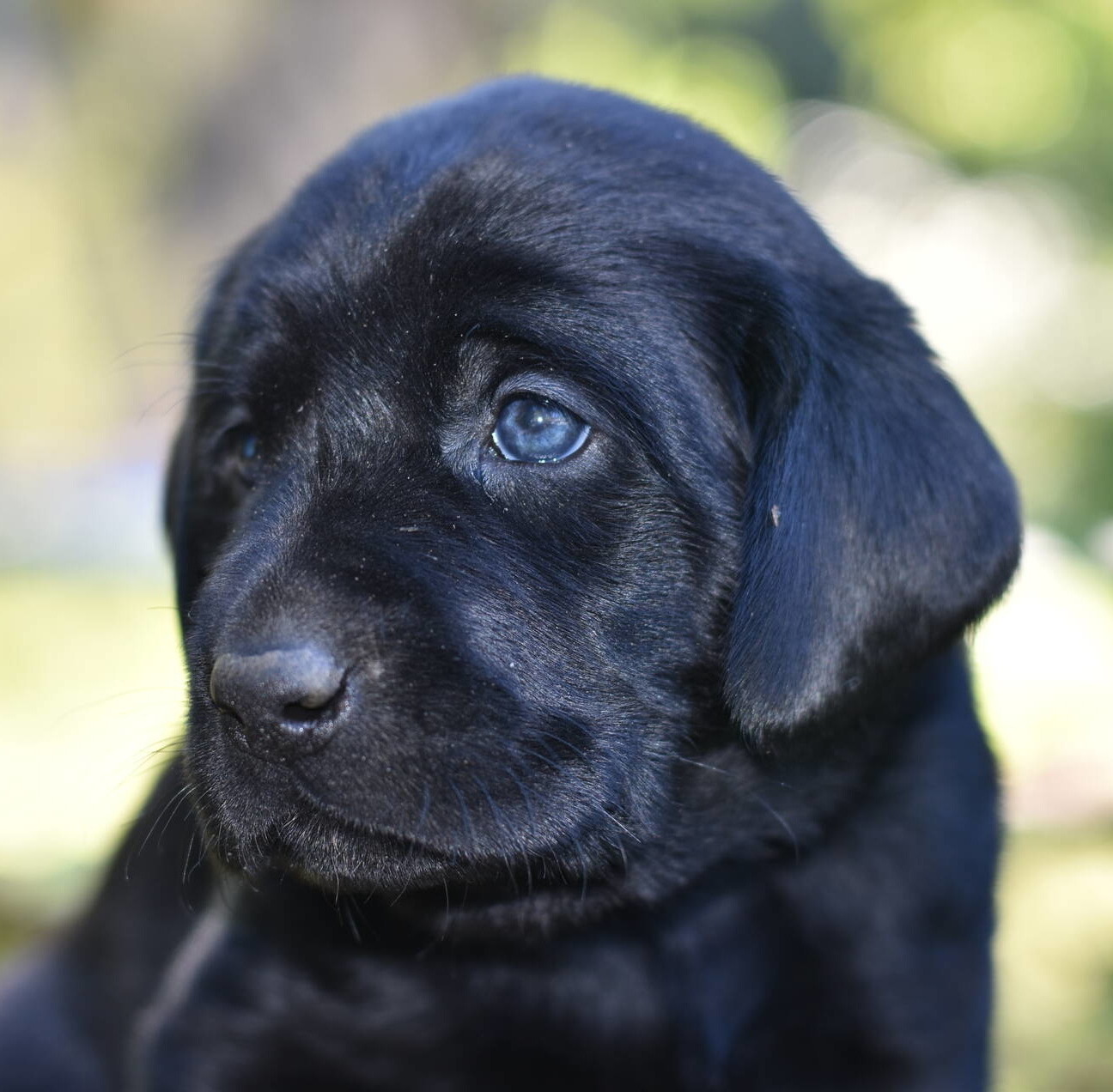Litter 8-Black Labrador puppies18.JPG