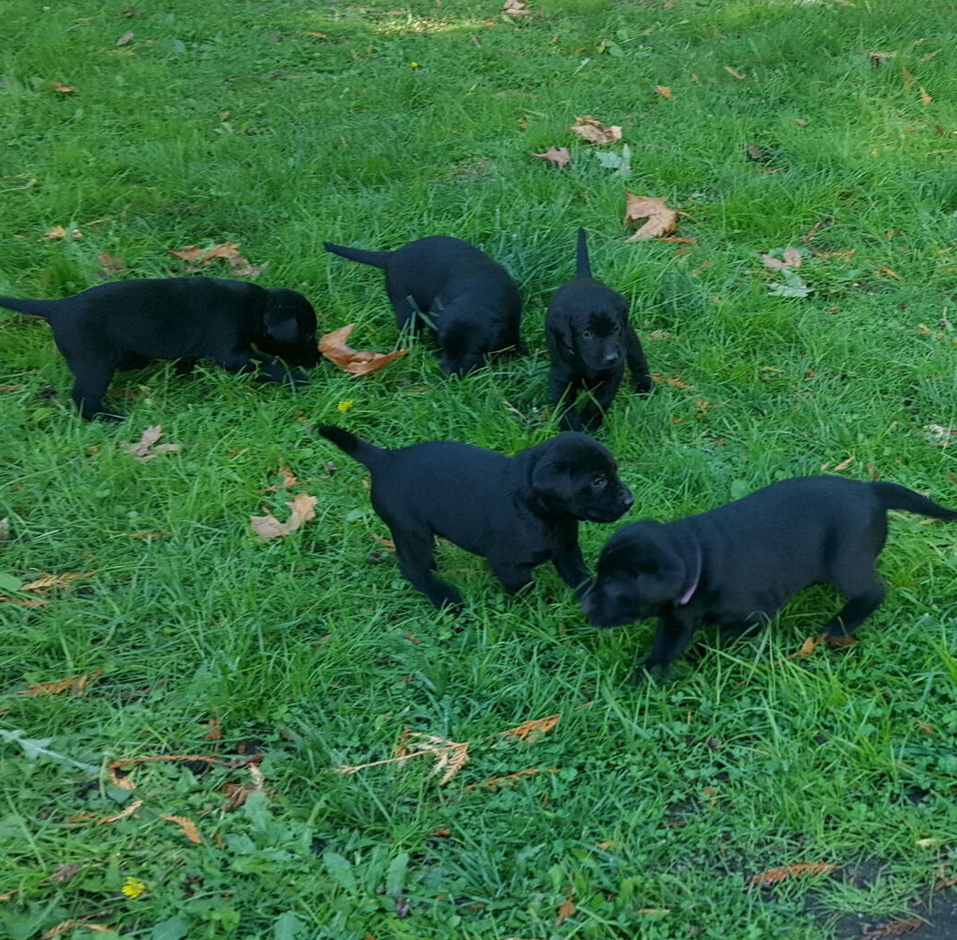 Litter 8-Black Labrador puppies19.jpg