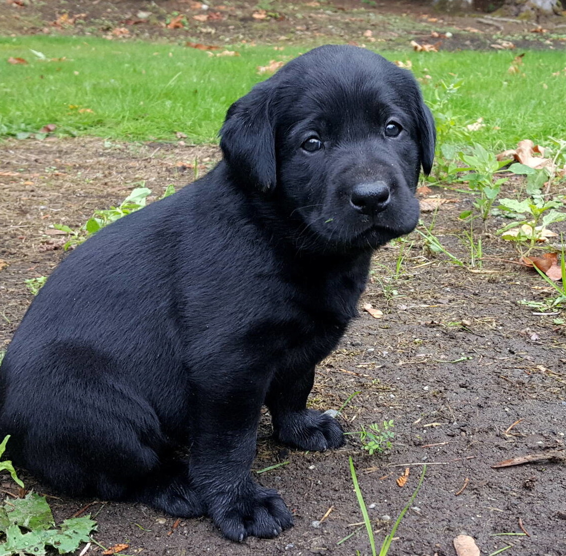 Litter 8-Black Labrador puppies21.jpg