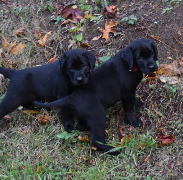 Litter 8-Black Labrador puppies4.JPG
