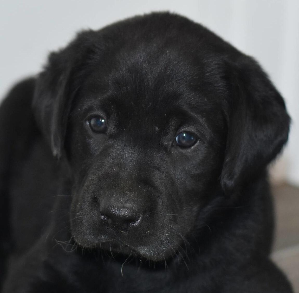 Litter 8-Black Labrador puppies7.JPG
