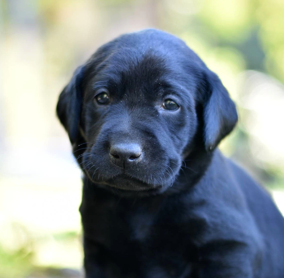 Litter 8-Black Labrador puppies8.JPG