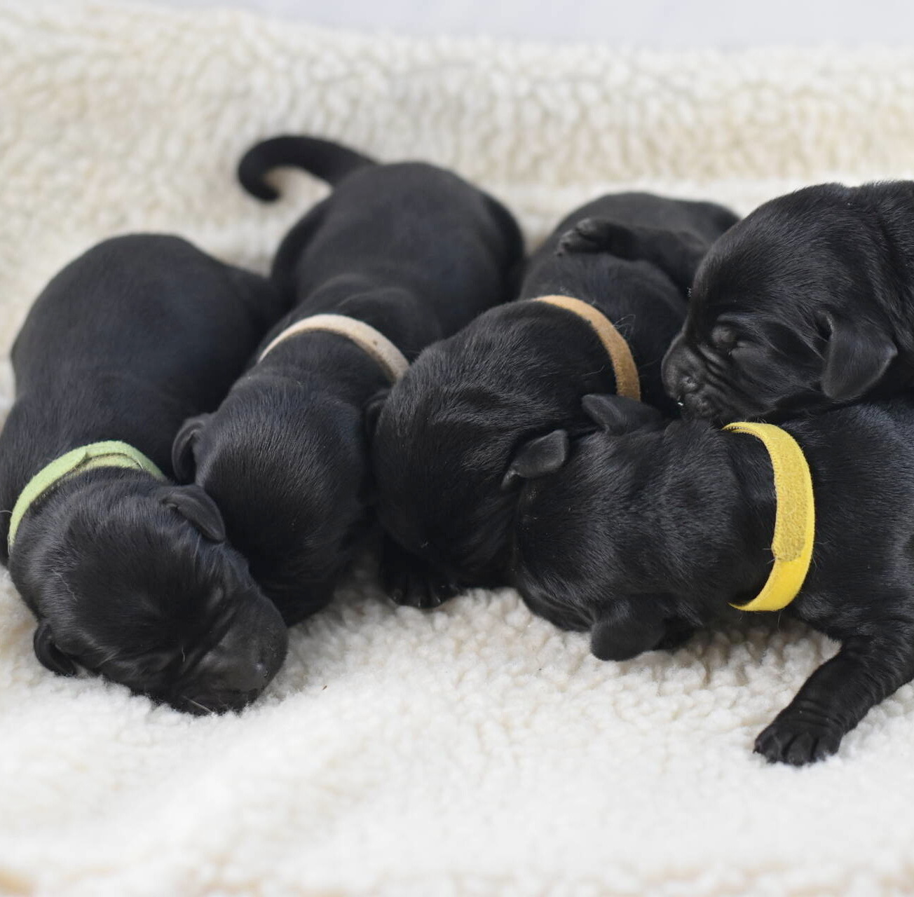 Litter 8-Black Labrador puppies9.JPG