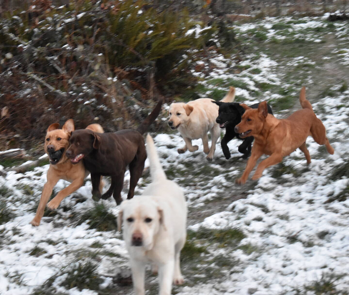 January 2020-Labs in the snow51.JPG