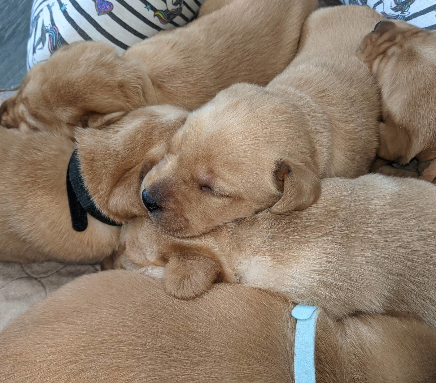 Current litters-Labrador Puppies | Johnson Point Labradors