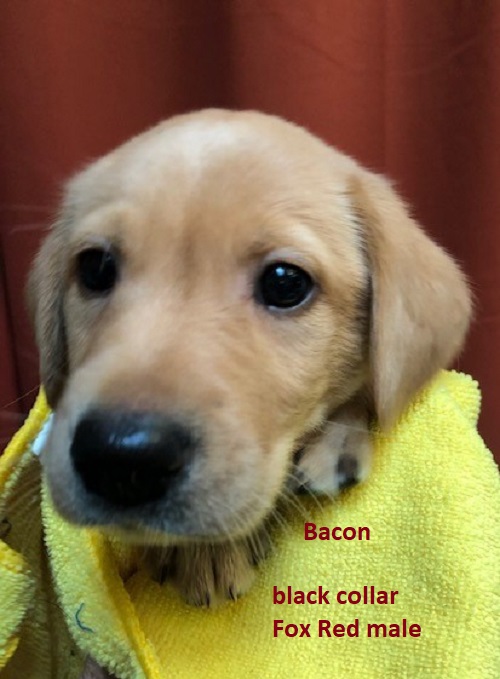 Bacon-black collar-Fox Red male.jpg