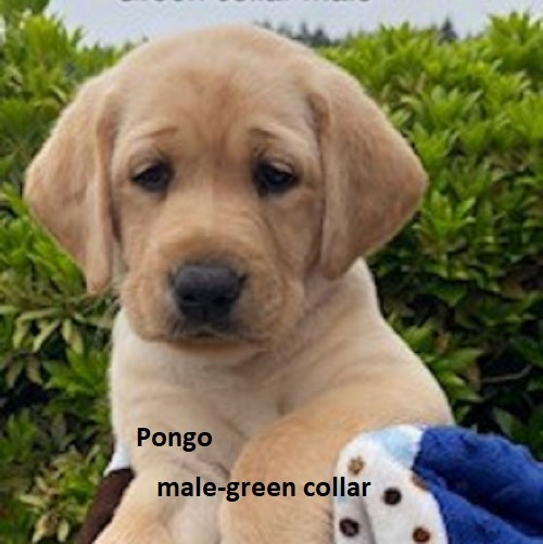 River-green collar-male-Pongo.jpeg