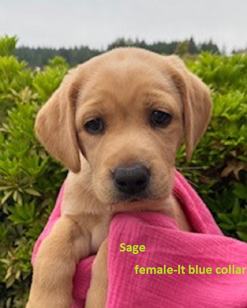 River-lt blue collar-female-Sage.jpeg