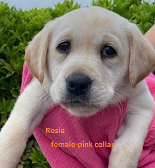 River-pink collar-female-Rosie.jpeg