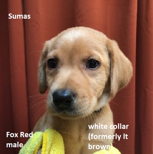 Sumas-white collar(formerly lt brown)-Fox Red male.jpg